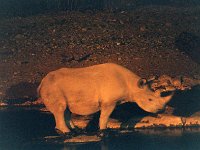 Rhinos at Waterhole